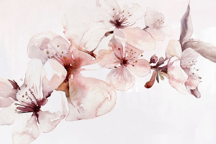 Picture of WATERCOLOR BLOSSOMS I