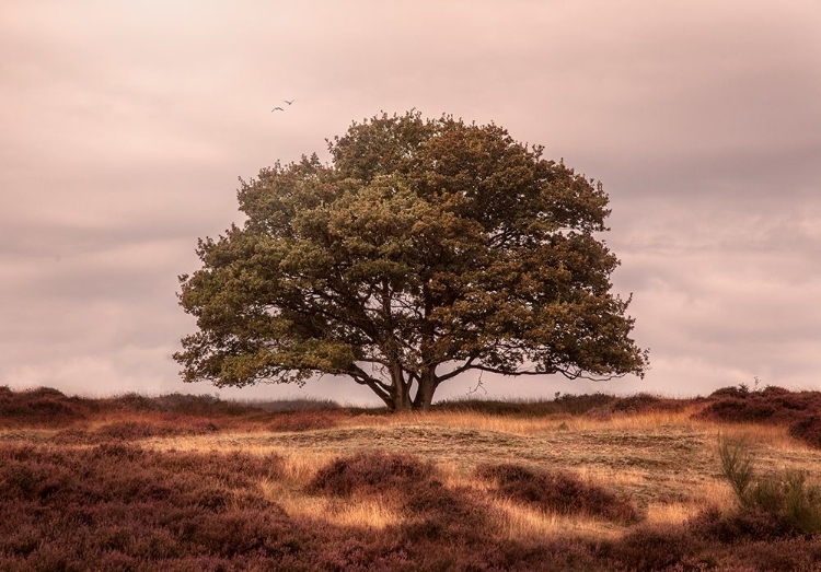 Picture of TREE