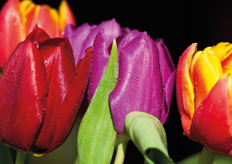 Picture of TULIPS ON BLACK