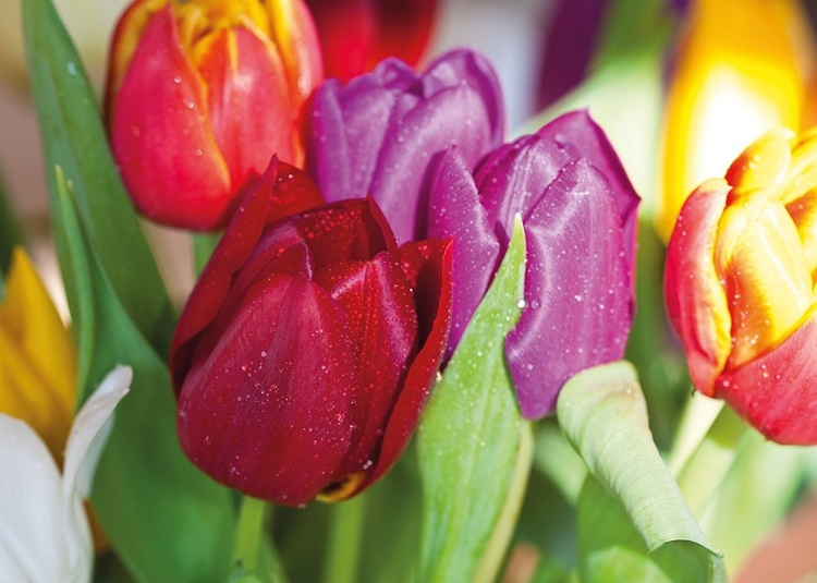 Picture of NATURAL TULIPS