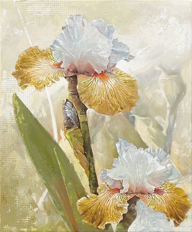 Picture of VANILLA IRIS II