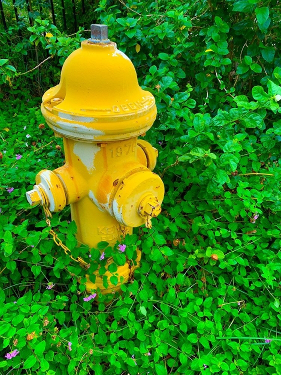 Picture of COZY HYDRANT