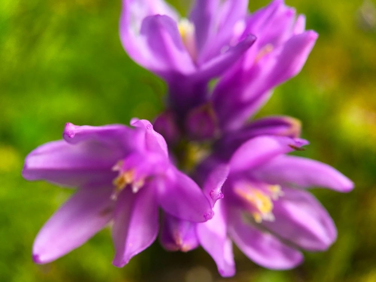 Picture of PURPLE CLUSTER II