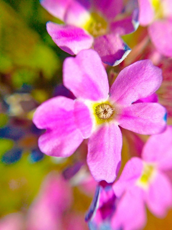 Picture of PINK BLOOM II