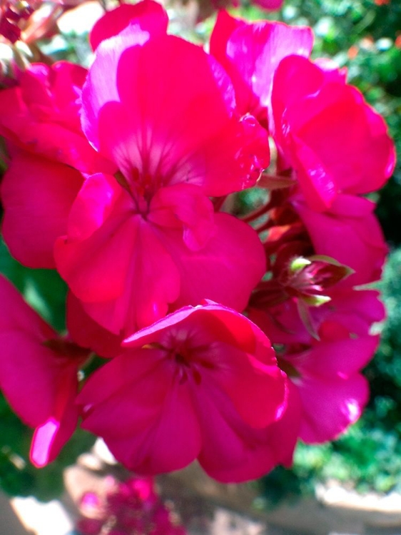 Picture of RED BEGONIAS I