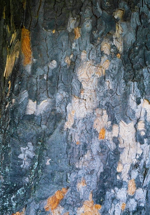 Picture of BARK SCALES IV