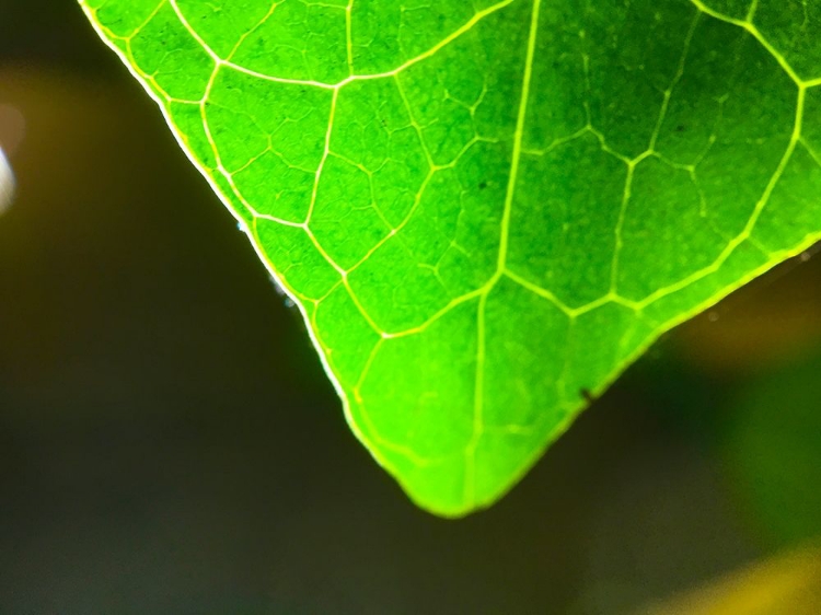 Picture of GREEN LEAF X