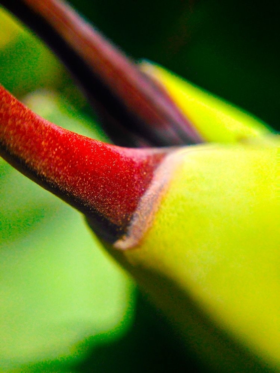 Picture of CACTUS SPIKES III