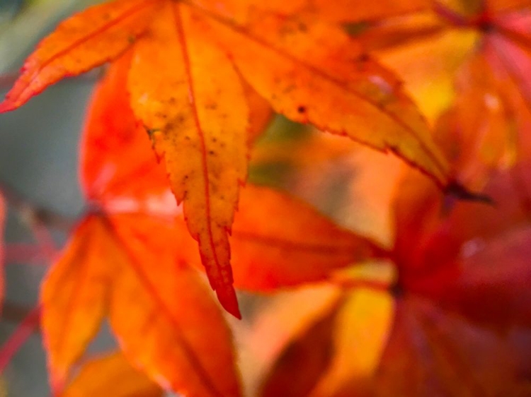 Picture of JAPANESE MAPLE I