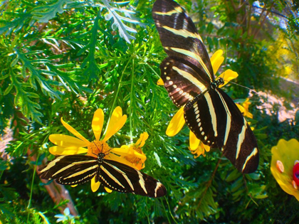 Picture of BUTTERFLIES I