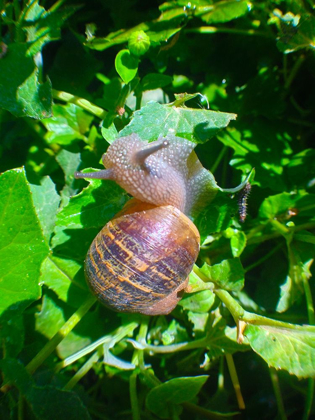 Picture of SNAIL SNACK I