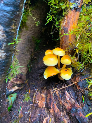 Picture of TINY MUSHROOM CLUSTER I