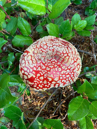 Picture of RED MUSHROOM I