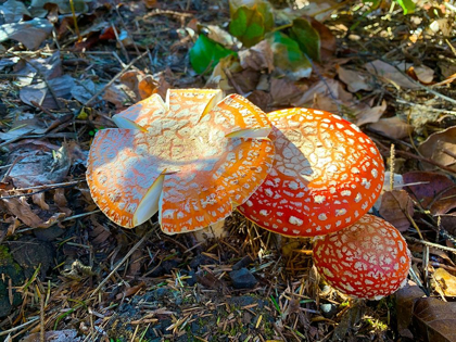 Picture of RED AND ORANGE MUSHROOMS I