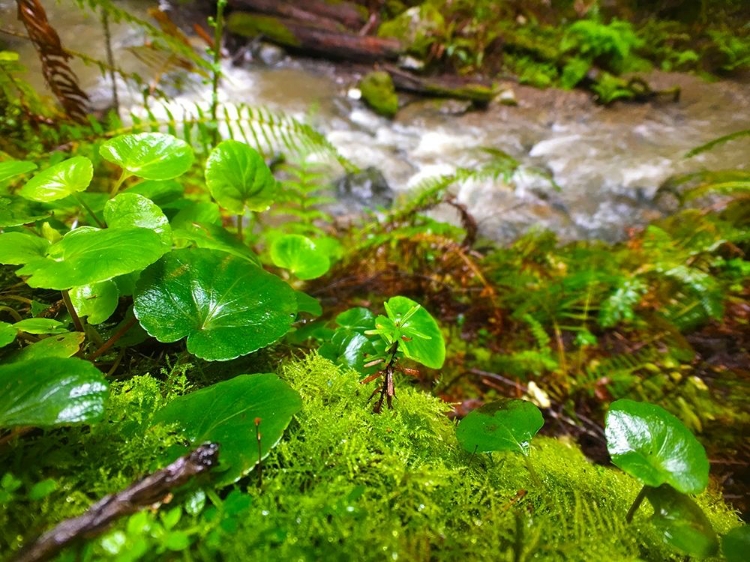 Picture of SMALLEST REDWOOD