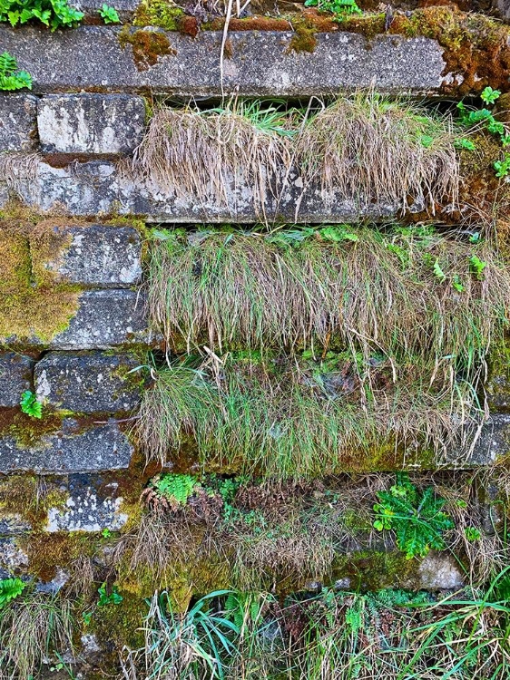 Picture of WALL GARDEN I