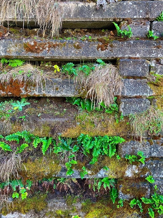 Picture of WALL GARDEN II