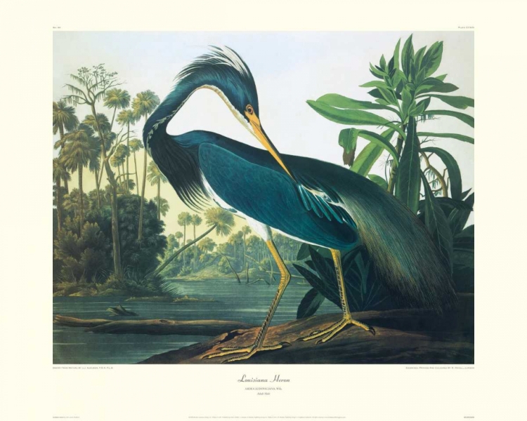 Picture of LOUISIANA HERON (DECORATIVE BORDER)