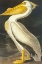 Picture of AMERICAN WHITE PELICAN