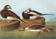 Picture of LONG-TAILED DUCK