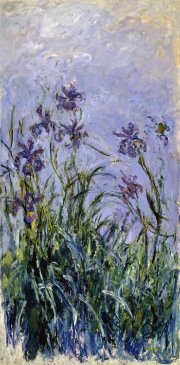 Picture of IRIS MAUVES