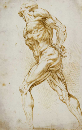 Picture of ANATOMICAL STUDY: NUDE MALE