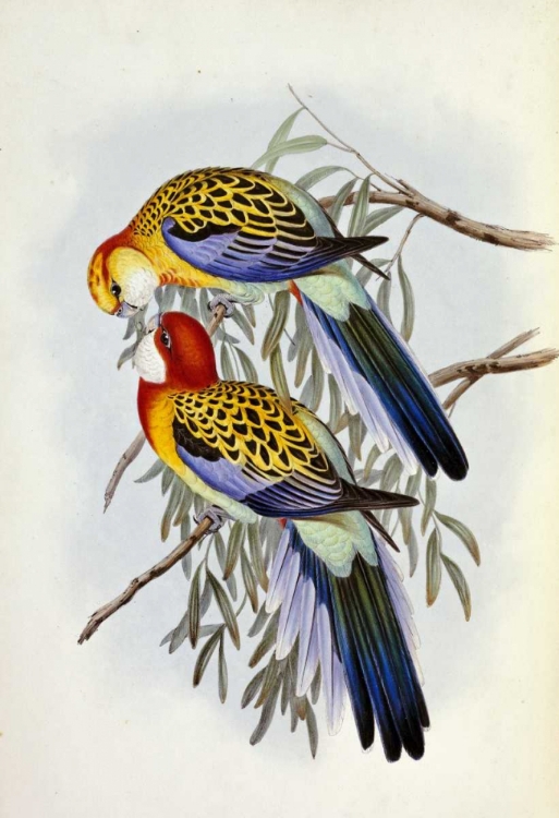 Picture of EASTERN ROSELLA