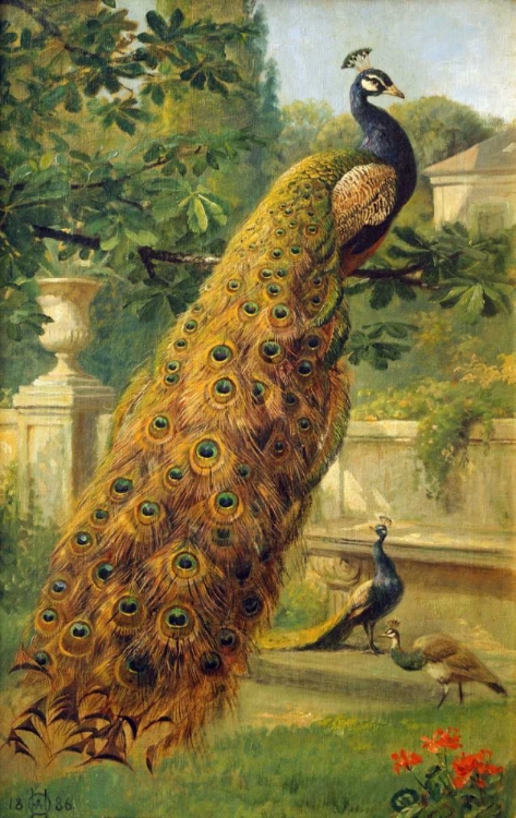 Picture of PEACOCKS IN THE PARK