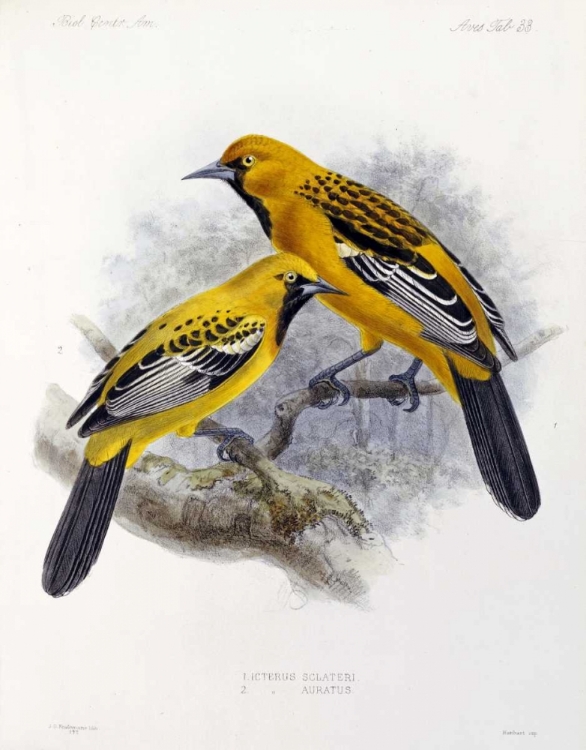 Picture of ECUADORIAN CACIQUE AND AN ORANGE ORIOLE