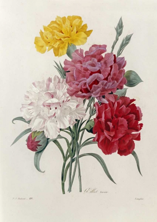 Picture of CARNATIONS