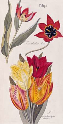 Picture of TULIPS - FLORA UNIVERSALIS