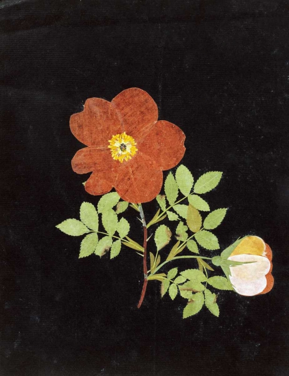 Picture of CUT OUT WATERCOLOUR OF A FLOWER