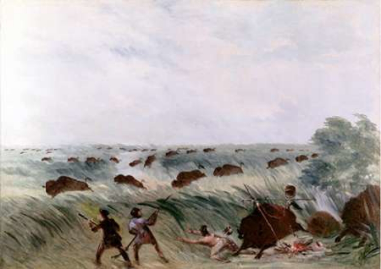 Picture of HUNTING BUFFALO