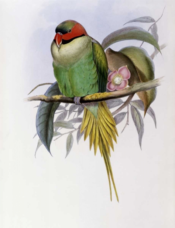 Picture of BONAPARTES PARAKEET