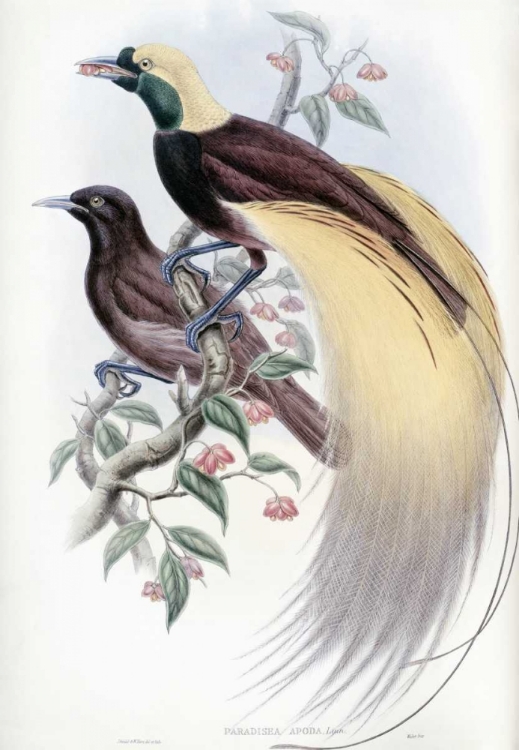 Somerset House - Images. GREATER BIRD OF PARADISE