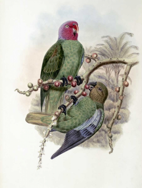 Picture of TENIMBER PARROT