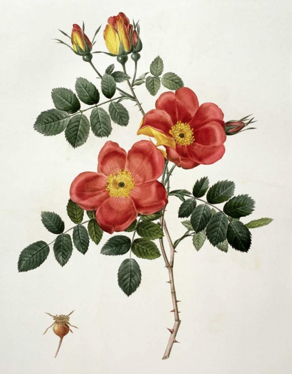 Picture of ROSA EGLANTERIA - PUNICEA