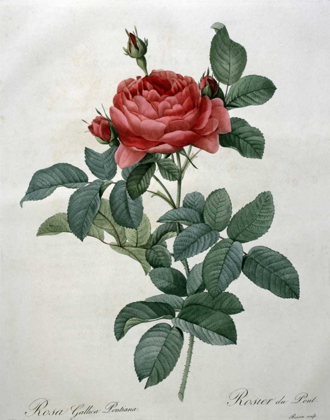 Picture of ROSA GALLICA - PONTIANA