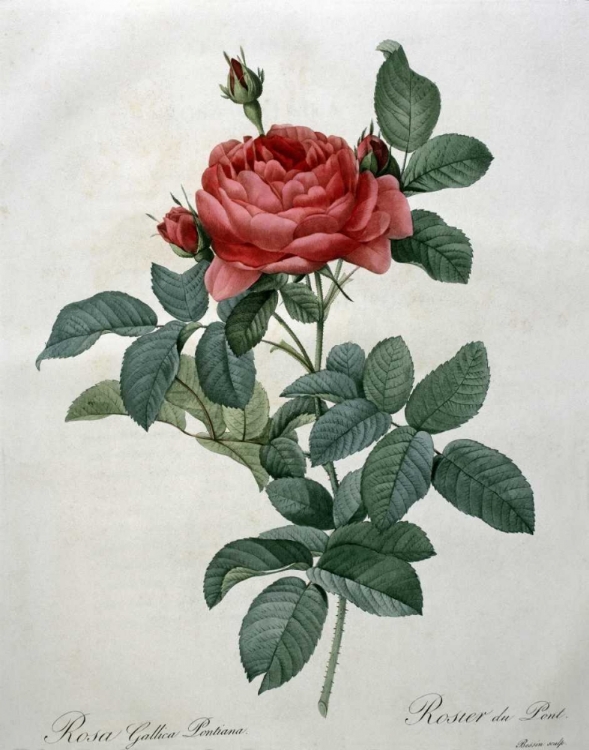 Picture of ROSA GALLICA - PONTIANA