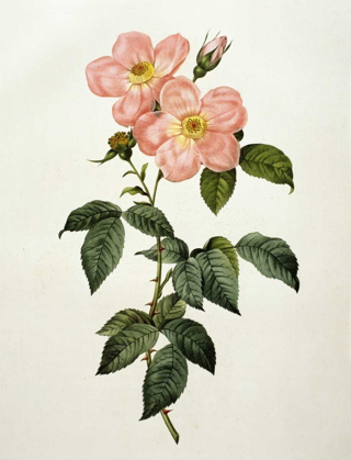 Picture of ROSA INDICA FRANGRAS - FLORA SIMPLICI