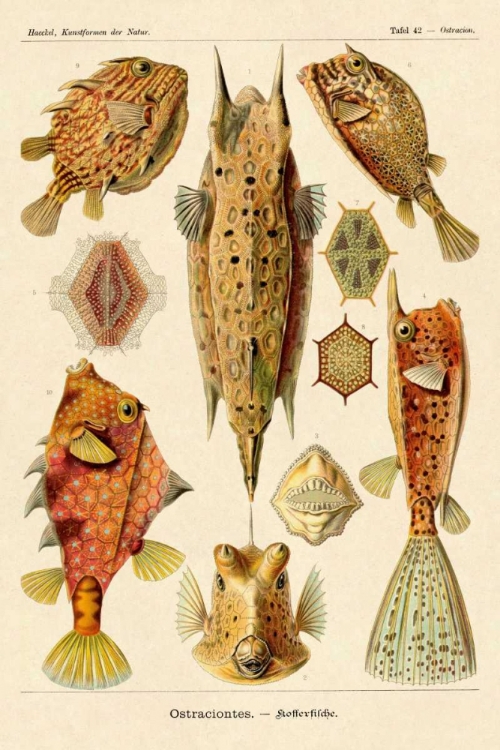 Picture of HAECKEL NATURE ILLUSTRATIONS: BOXFISH