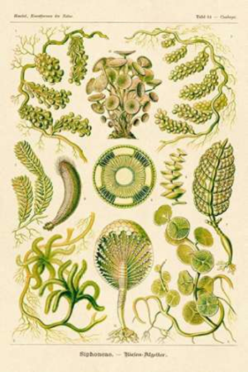 Picture of HAECKEL NATURE ILLUSTRATIONS: SIPHONEAE HYDROZOA