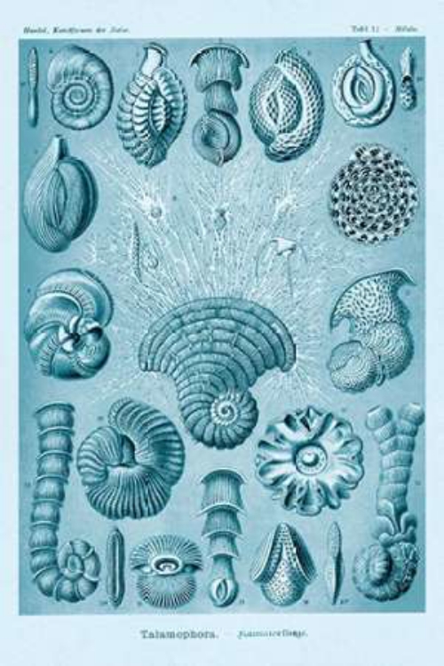 Picture of HAECKEL NATURE ILLUSTRATIONS: TALAMOPHORA, FORMANIFERA, RHISOPODS - BLUE-GREEN TINT