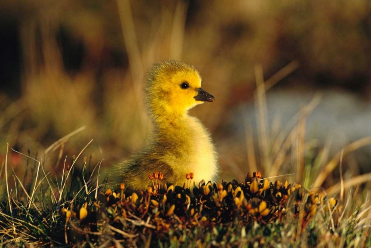 Picture of CANADA GOOSE GOSLING, CHURCHILL, MANITOBA, CANADA