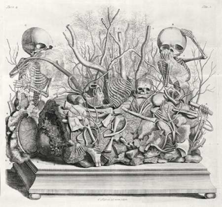 Picture of DIORAMA OF FETAL SKELETONS ARRANGED WITH VARIOUS INTERNAL ORGANS