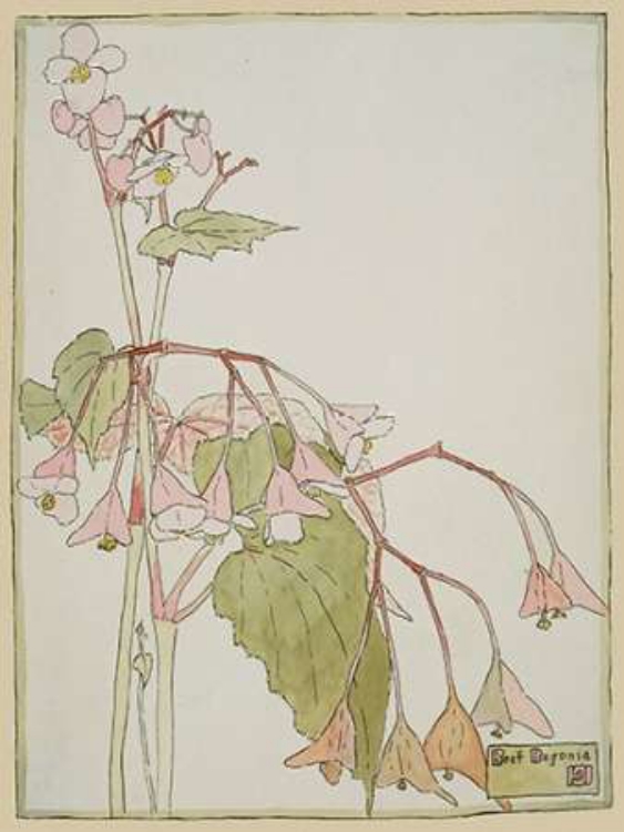 Picture of BEEF BEGONIA