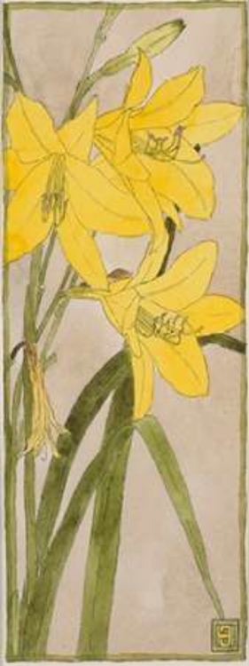 Picture of YELLOW DAYLILY