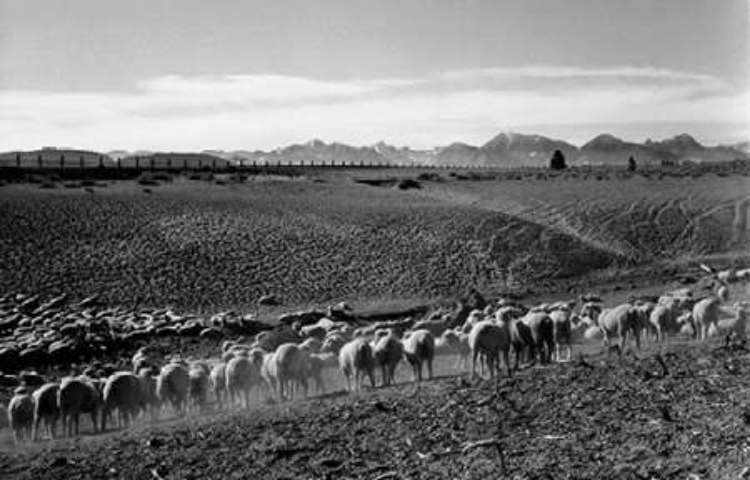 Picture of FLOCK IN OWENS VALLEY, CALIFORNIA, 1941