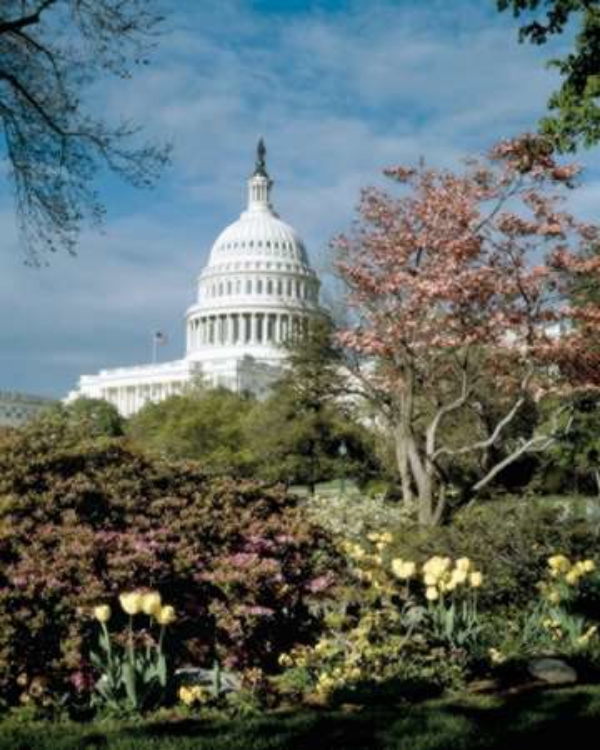 Picture of U.S. CAPITOL, WASHINGTON, D.C. NUMBER 3 - VINTAGE STYLE PHOTO TINT VARIANT