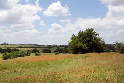 Picture of A FIELD OF WILDFLOWERS NEAR CHAPPEL HILL IN AUSTIN COUNTY, TX, 2014